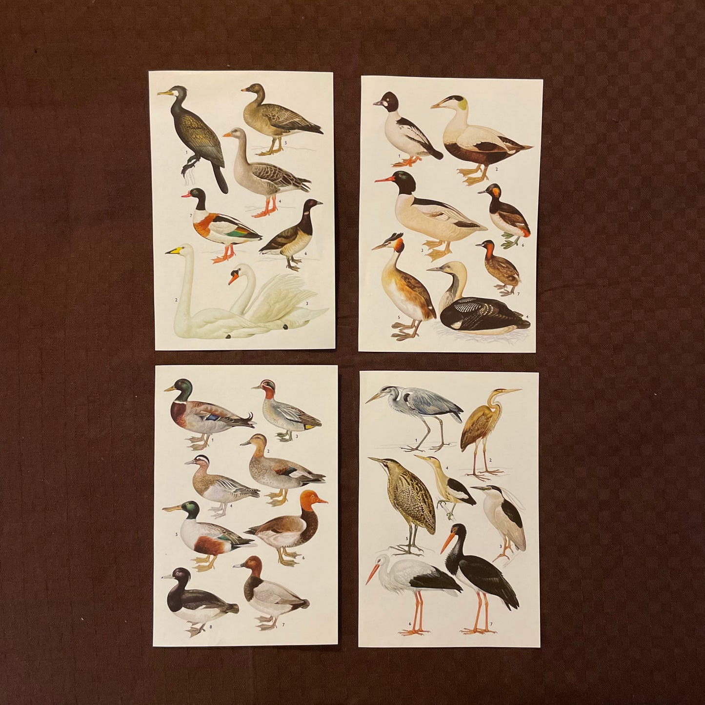 Vintage cards - Animals & Birds