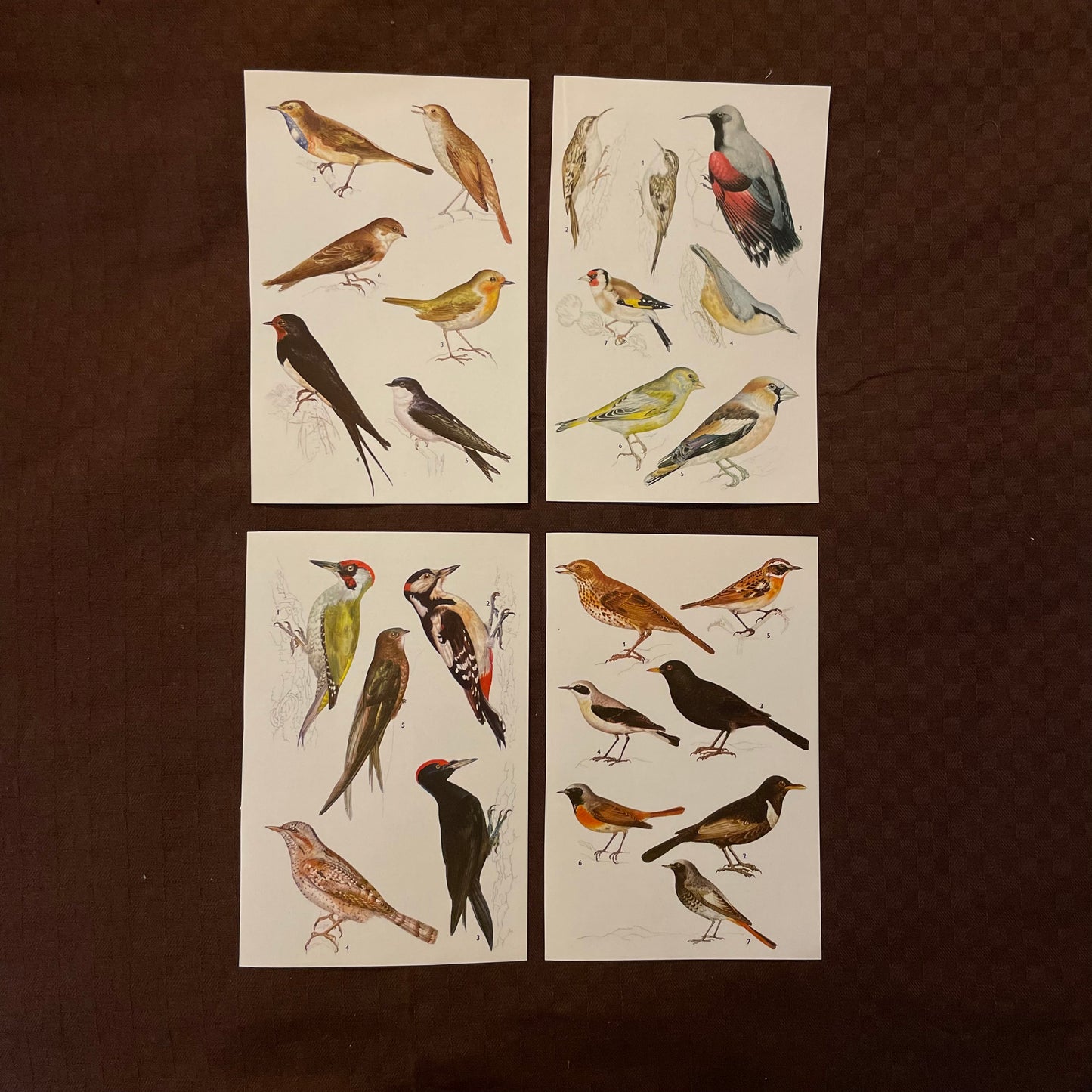 Vintage cards - Animals & Birds