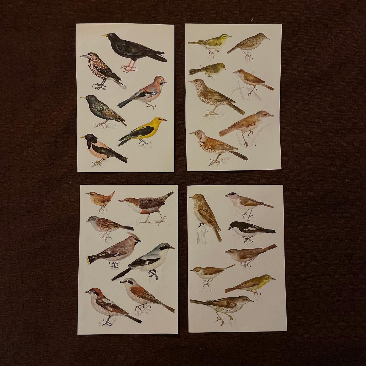 Vintage cards - Animals & Birds
