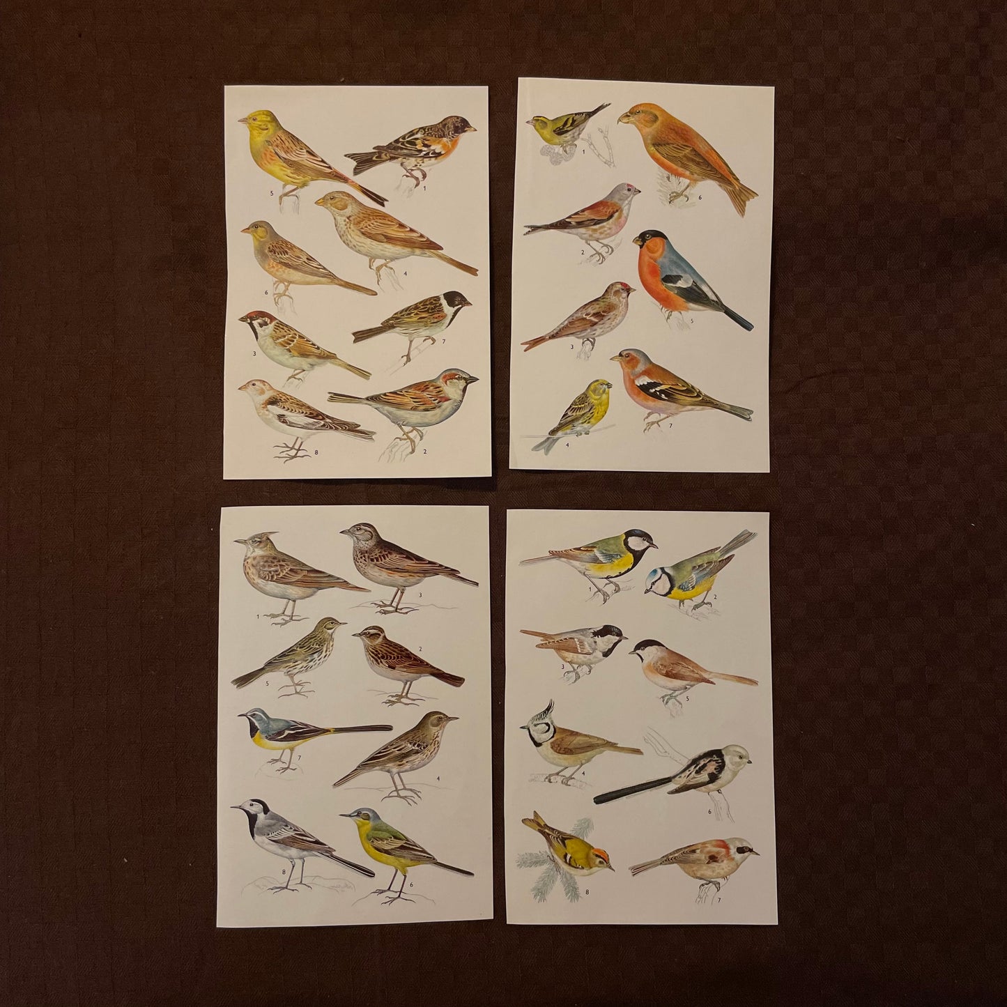 Vintage cards - Animals & Birds