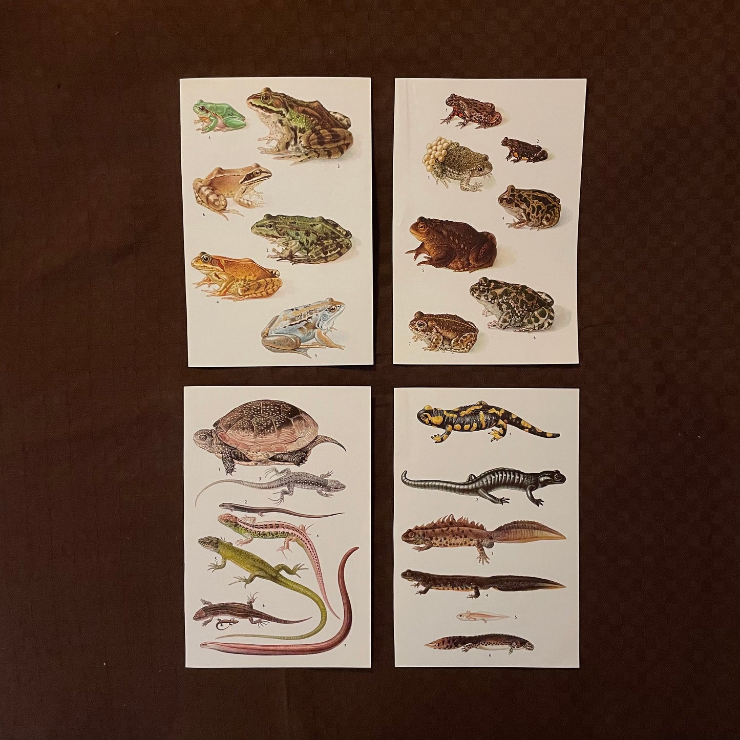 Vintage cards - Animals & Birds