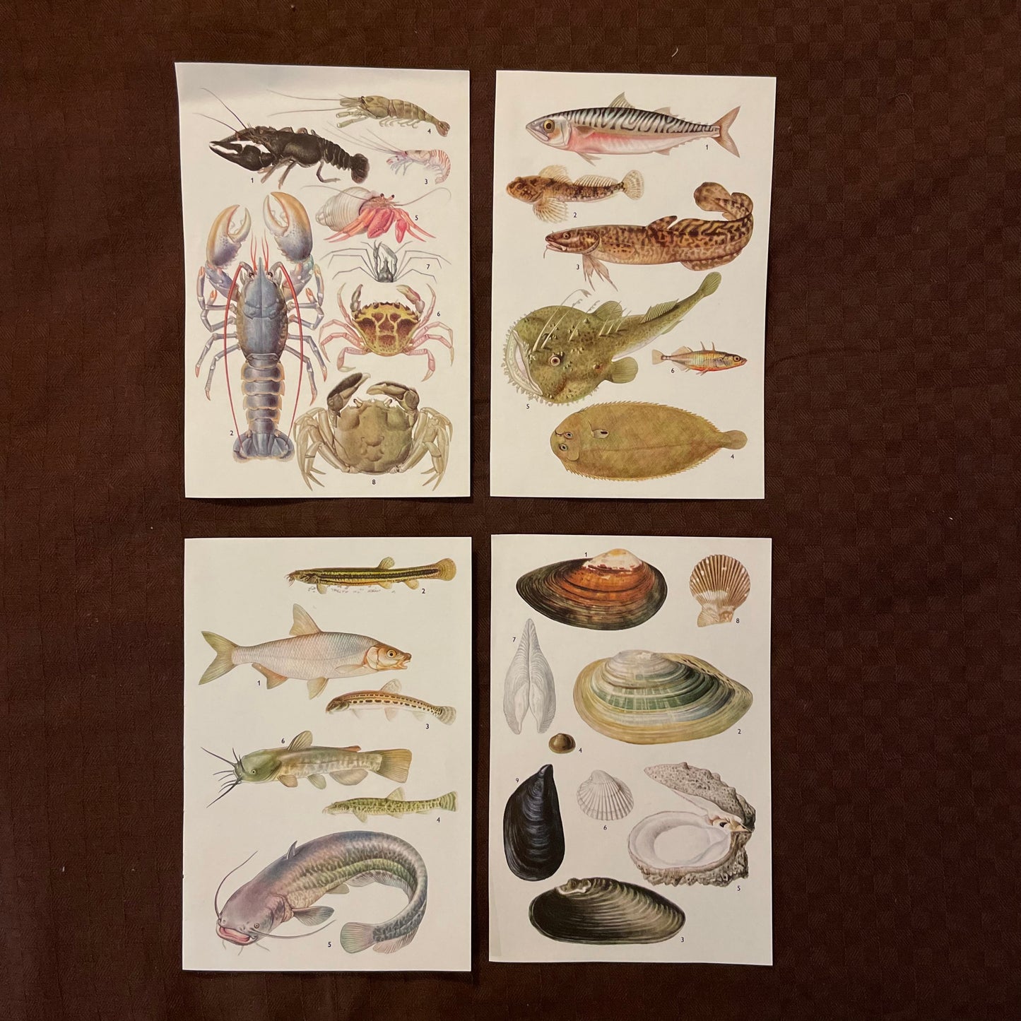 Vintage cards - Animals & Birds