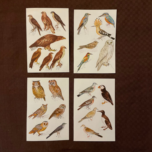 Vintage cards - Animals & Birds