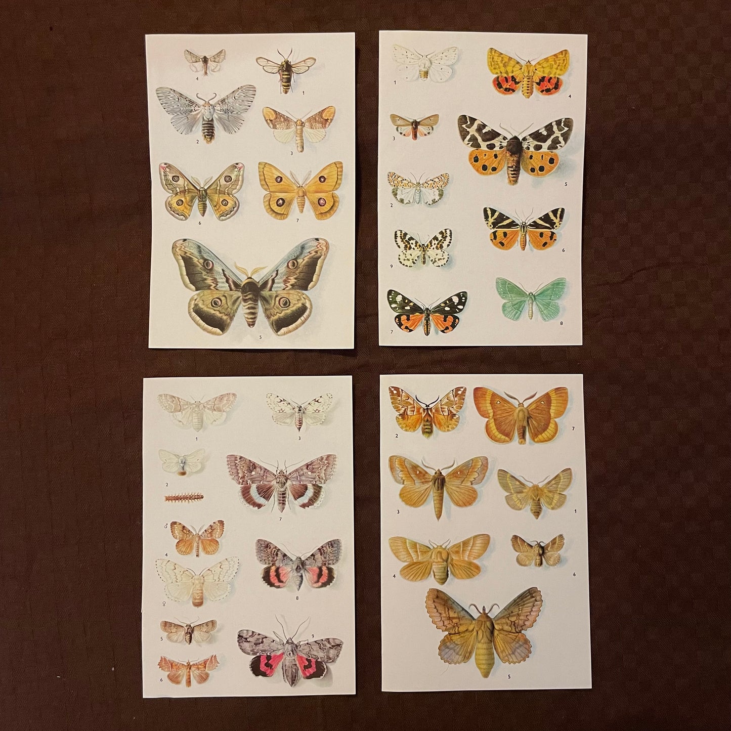 Vintage cards - Butterflies & Bugs