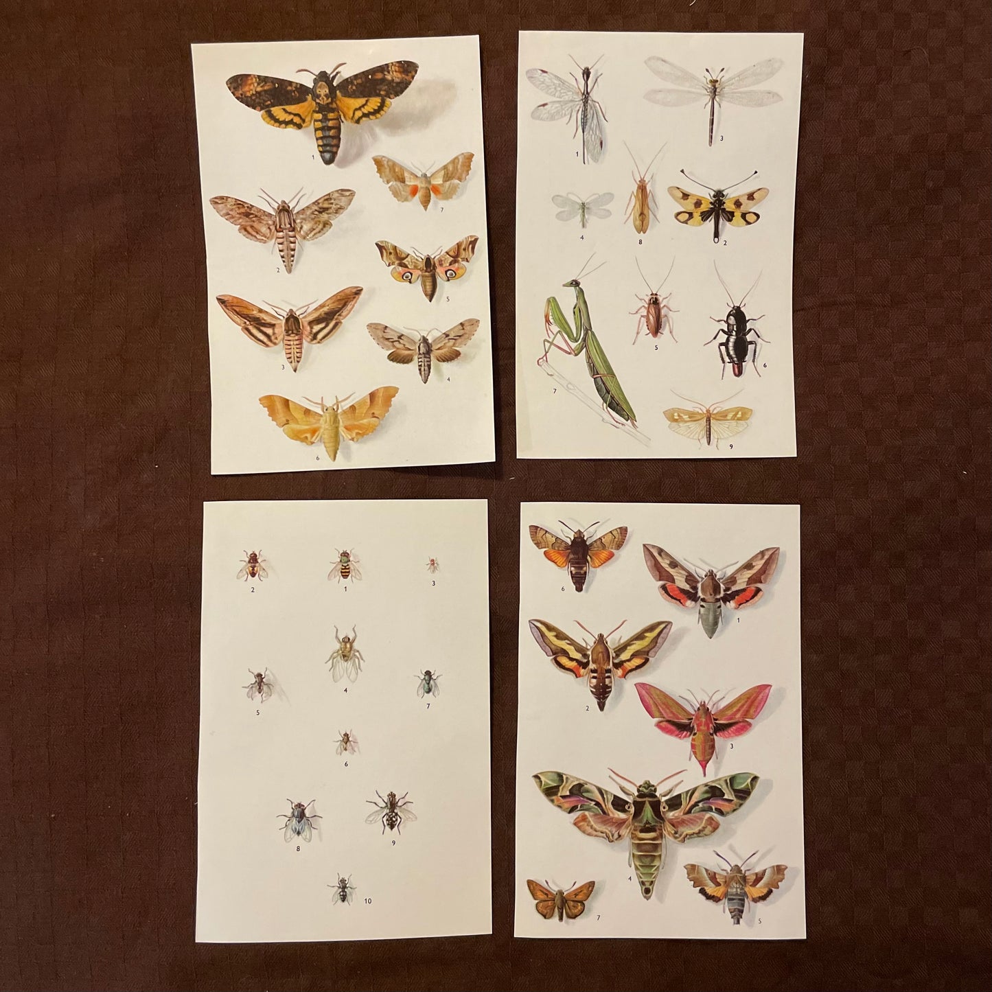 Vintage cards - Butterflies & Bugs