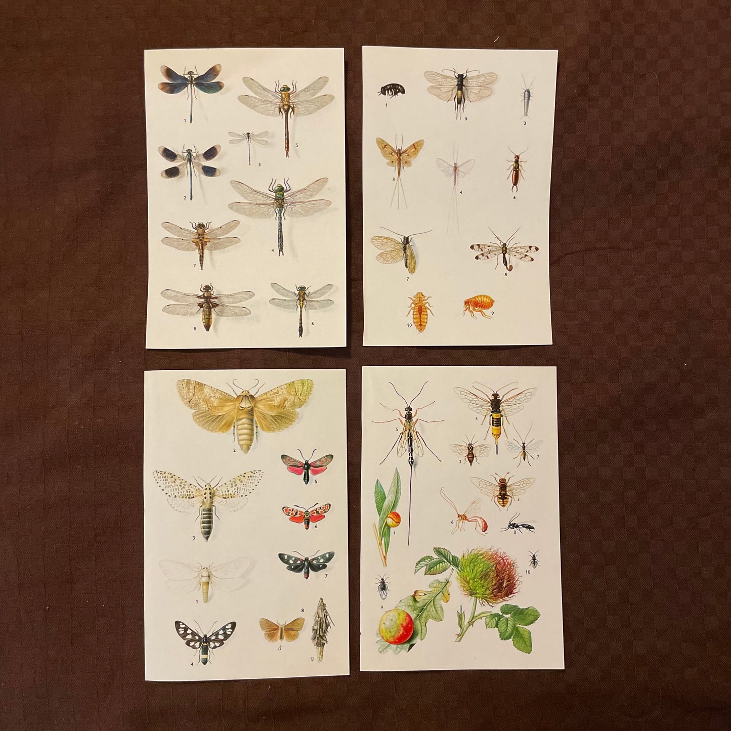 Vintage cards - Butterflies & Bugs