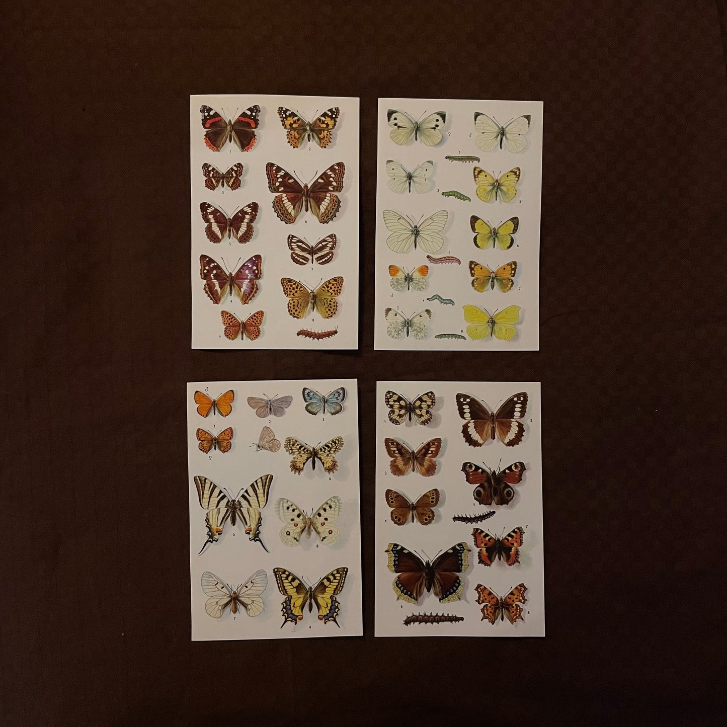 Vintage cards - Butterflies & Bugs